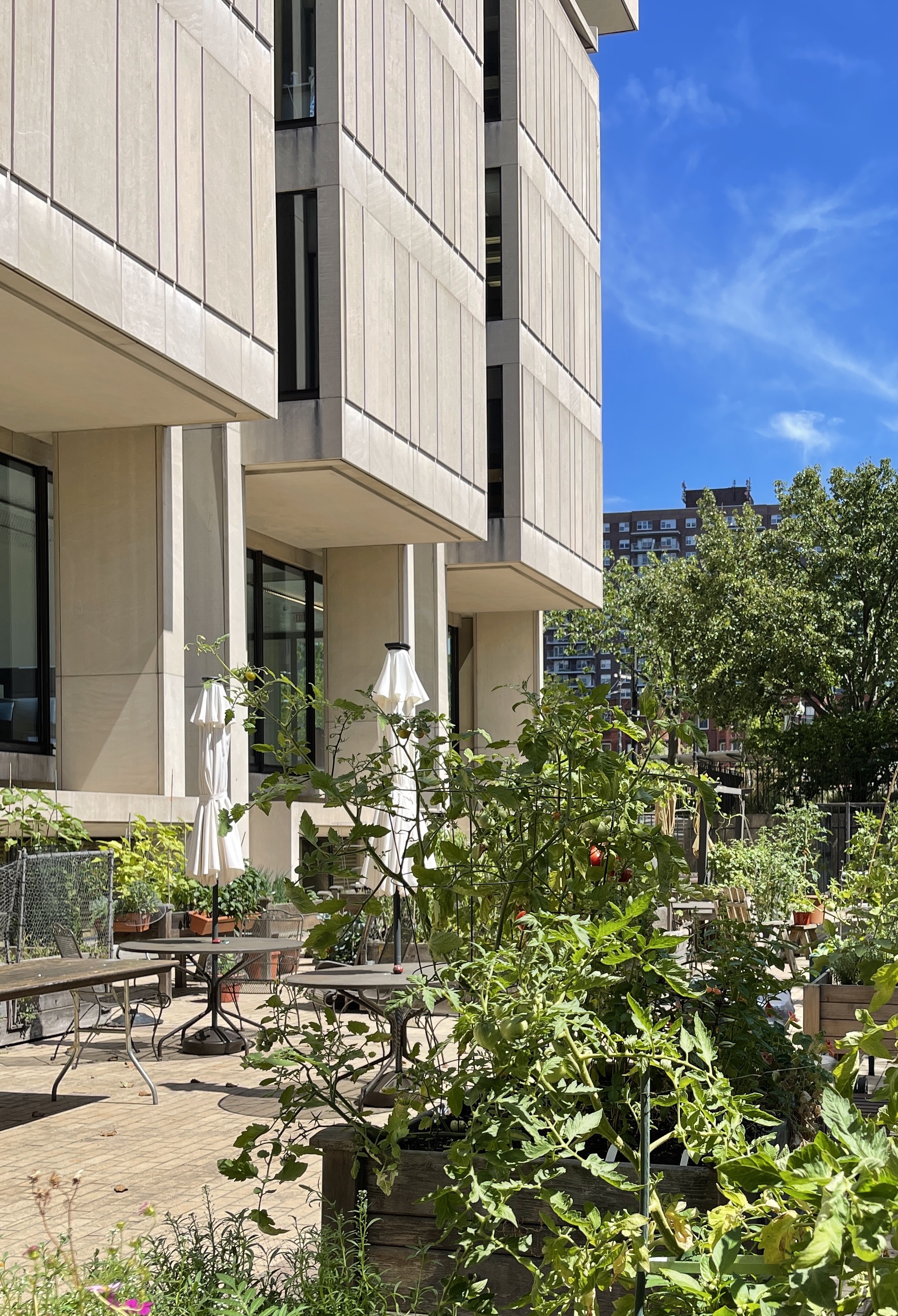 garden with green plants