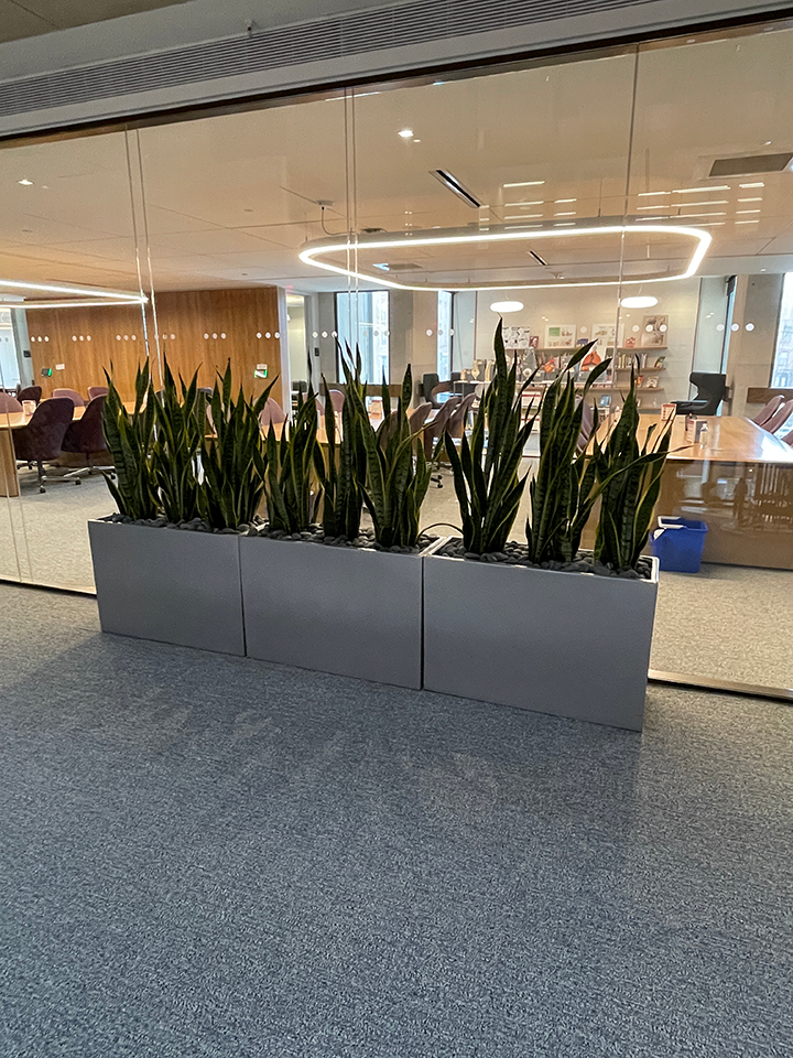 plants outside the Russell Reading Room