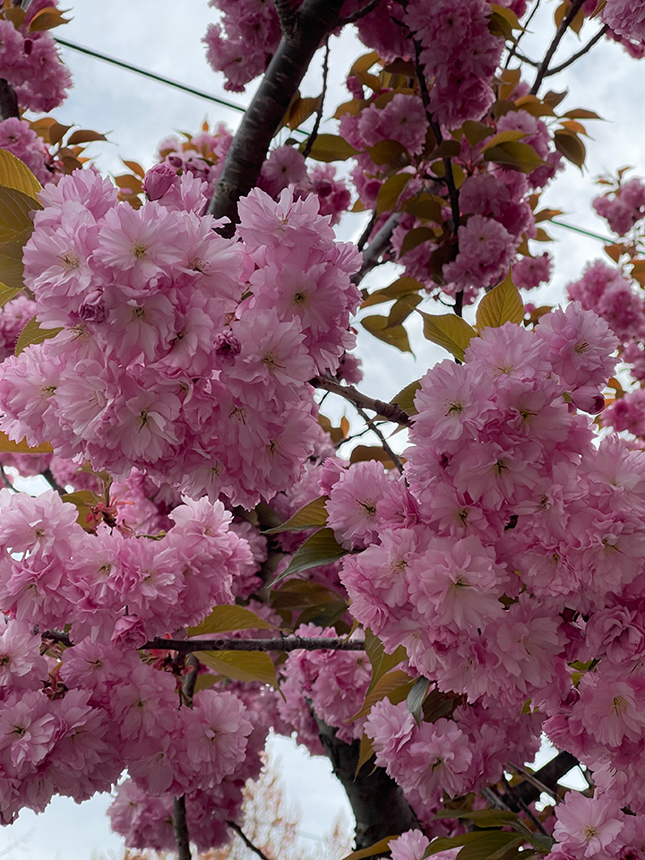 pink flowers