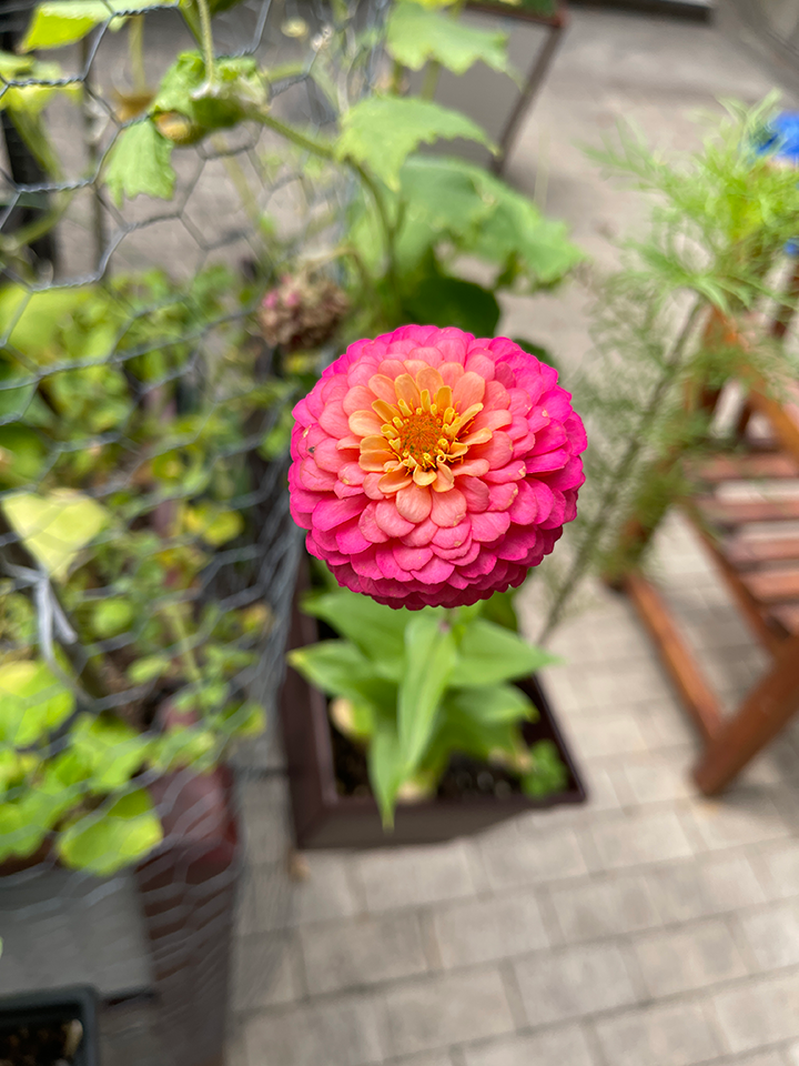 pink, orange, and yellow flower