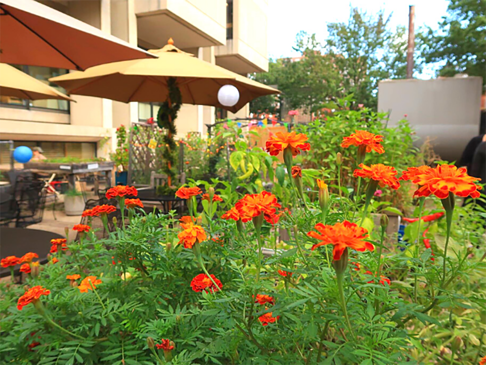 garden with red and orange flowers