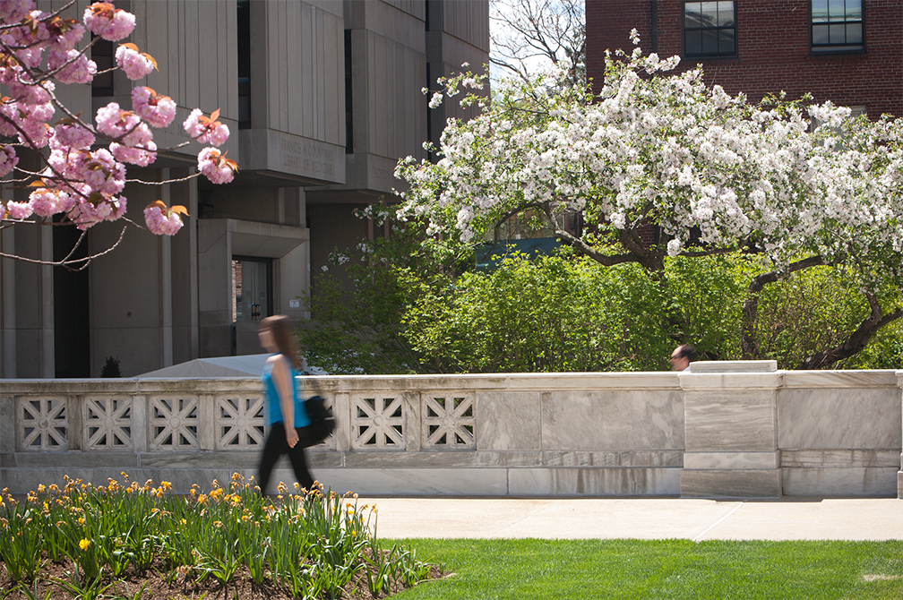 Countway Library building from outside with pink and white flowers and a woman walking by