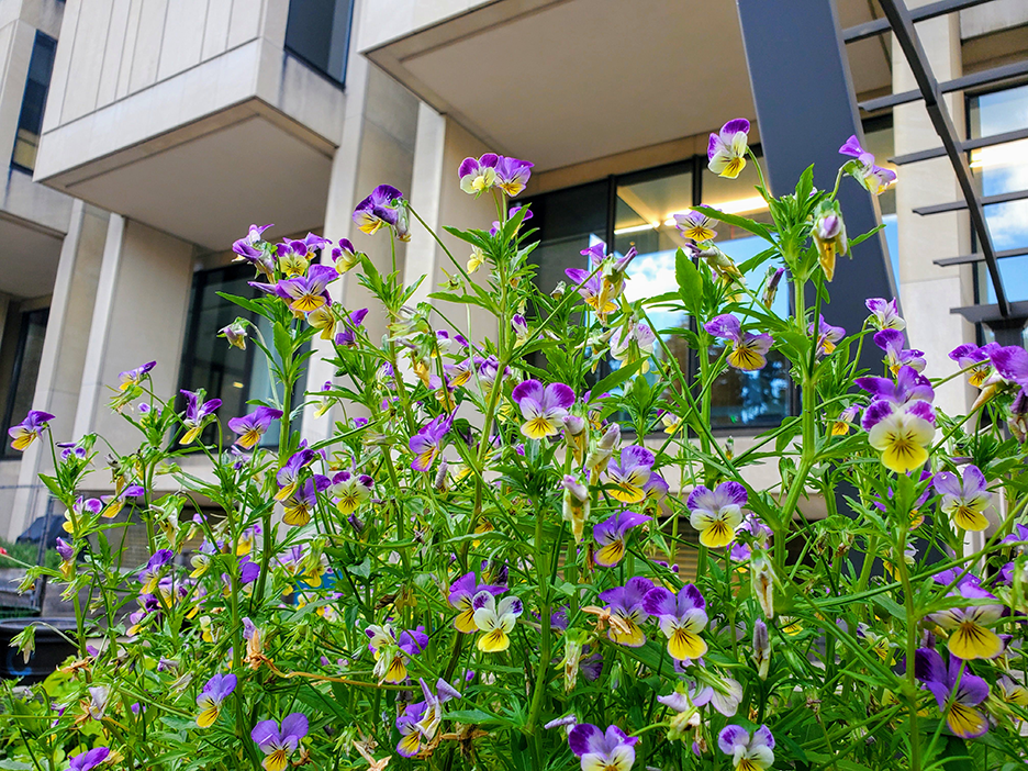 purple and yellow flowers outside the Countway Community Garden