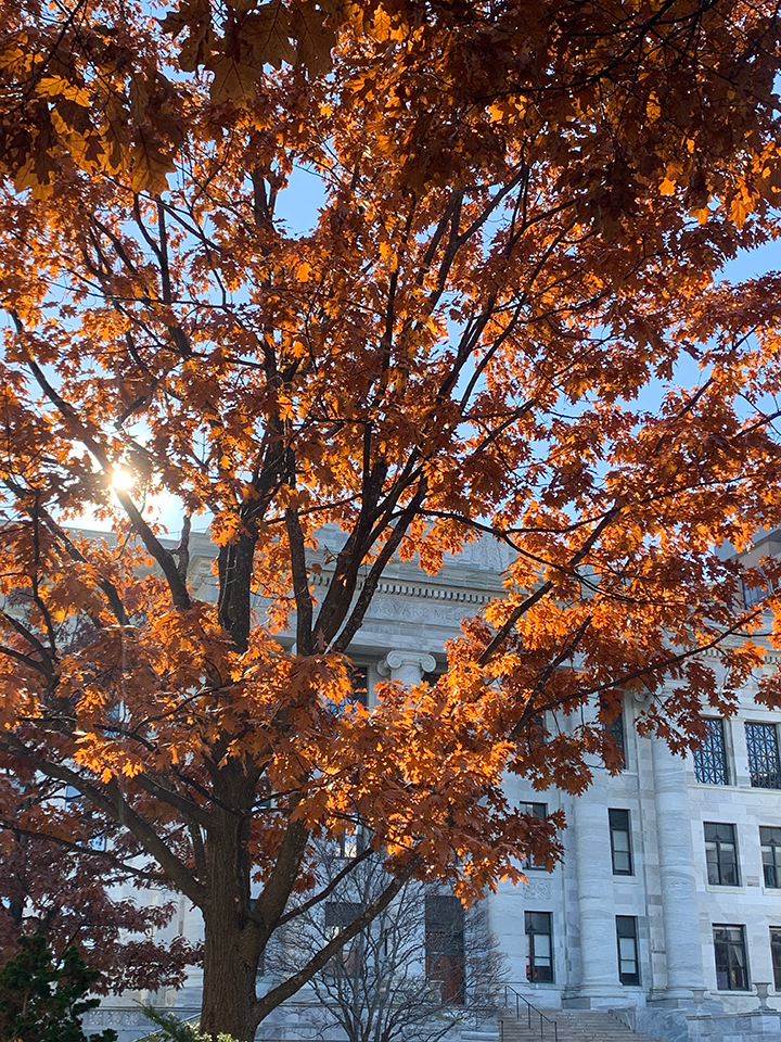 orange leaves on a tree at the Longwood campus